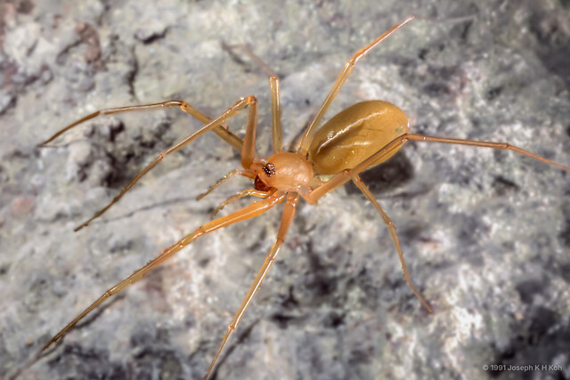 Cithaeron praedonius • © Joseph K H Koh • All Rights Reserved ♀ Adult Habitus Dorsal