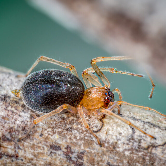 Clubiona sp. "Broad-carapaced" • © Joseph K H Koh • All Rights Reserved ♀ Adult Habitus Lateral