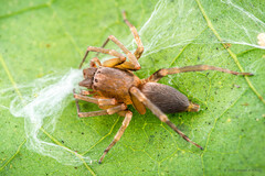 Clubiona sp. "Bronze"