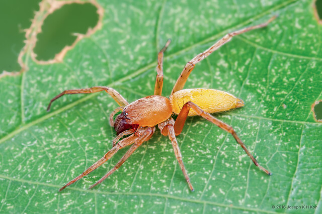 Clubiona sp. "Narrow-headed" • © Joseph K H Koh • All Rights Reserved ♀ Adult Habitus Dorsal