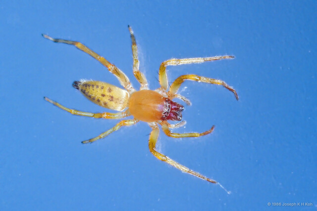 Clubiona sp. "Purple-jawed" • © Joseph K H Koh • All Rights Reserved ♀ Adult Habitus Dorsal
