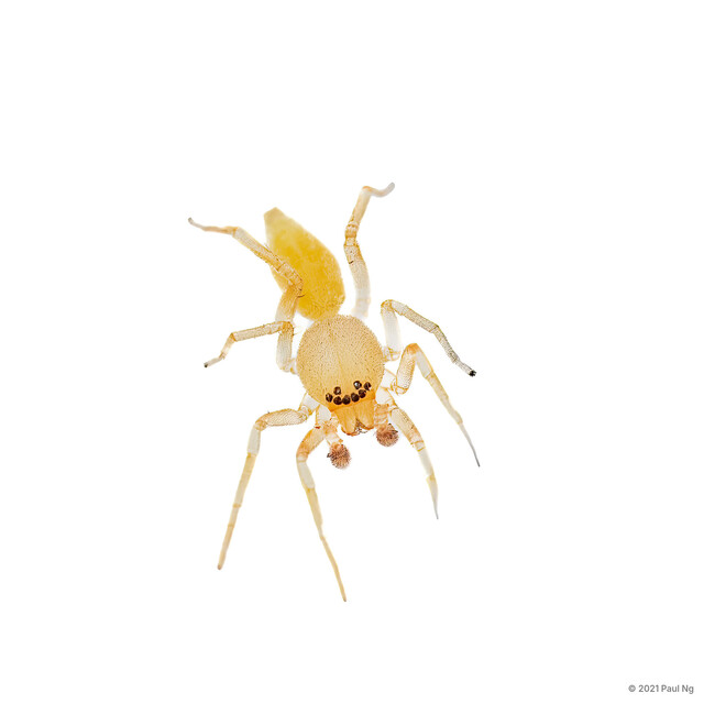 Clubiona sp. "Pygmy" • © Paul Ng • All Rights Reserved ♂ Adult Habitus Dorsal