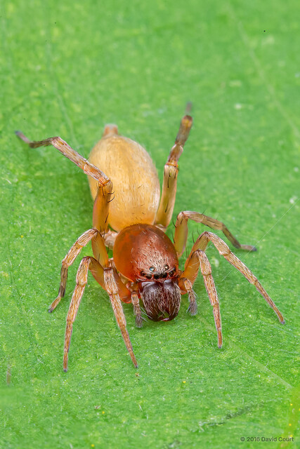 Clubiona sp. "Three-toned" • © David Court • All Rights Reserved ♀ Adult Habitus Dorsal