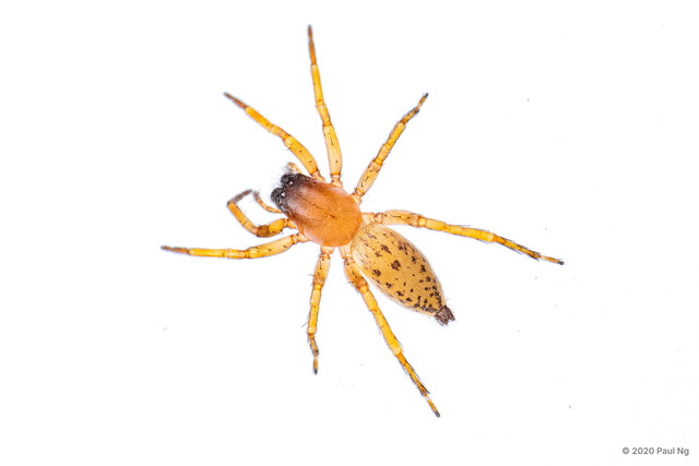 Clubiona melanosticta • © Paul Ng • All Rights Reserved ♀ Adult Habitus Dorsal