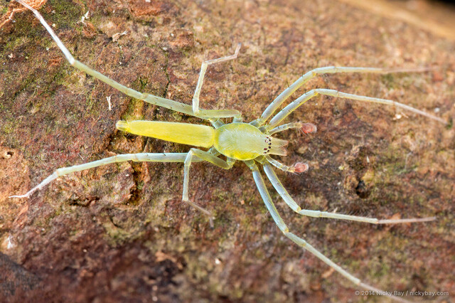 Nusatidia borneensis • © Nicky Bay • All Rights Reserved ♂ Adult Habitus Dorsal