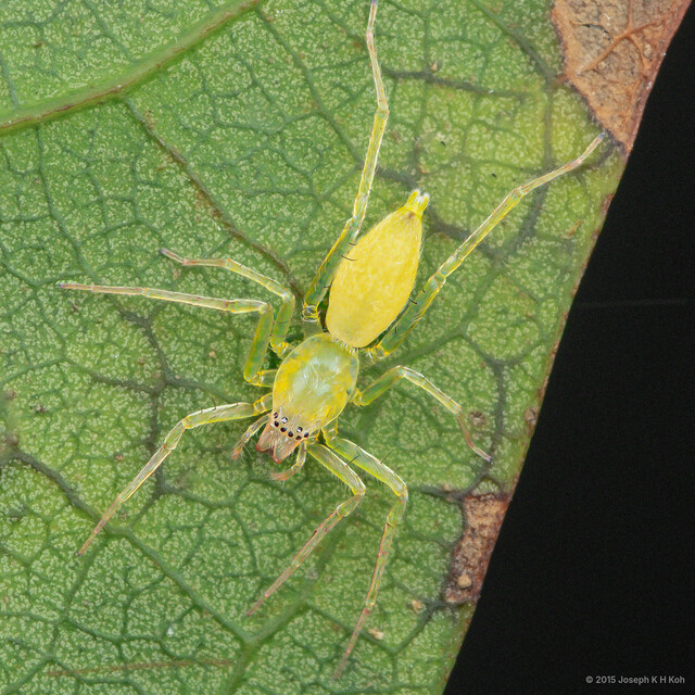 Nusatidia camouflata • © Joseph K H Koh • All Rights Reserved ♀ Adult Habitus Dorsal