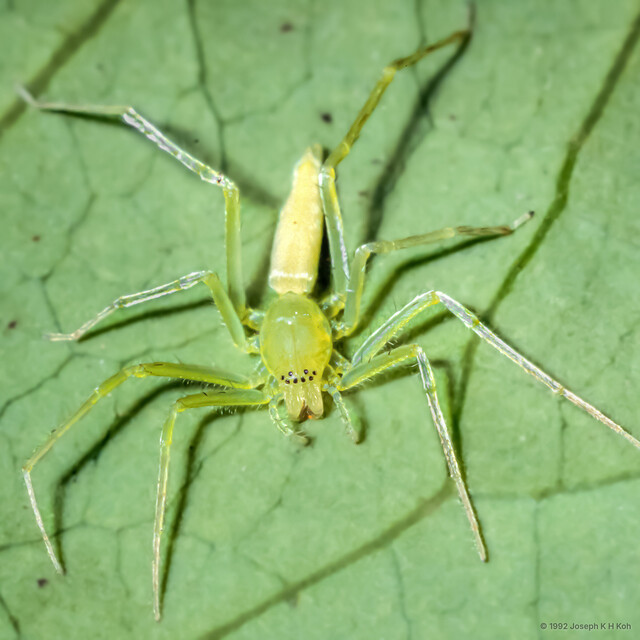 Nusatidia javana • © Joseph K H Koh • All Rights Reserved ♀ Adult Habitus Dorsal