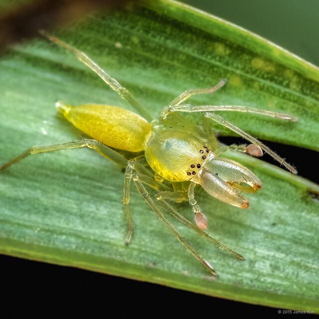 Pteroneta tertia • © James Koh • All Rights Reserved ♂ Adult Habitus Dorsal