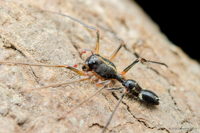 Aetius sp. "Lined" • © Joseph K H Koh • All Rights Reserved ♂ Adult Habitus Lateral