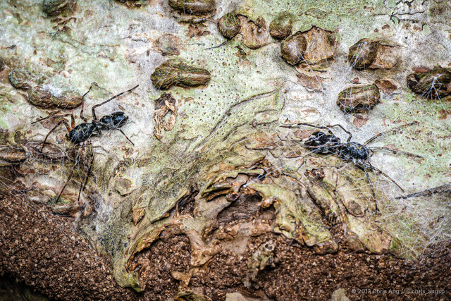 Aetius sp. "Yen" • © Chris Ang • All Rights Reserved ♂ Adult Habitus Dorsal Multiple