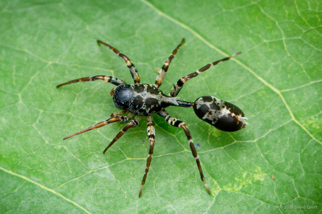 Aetius bicuspidatus • © David Court • All Rights Reserved ♂ Adult Habitus Dorsal