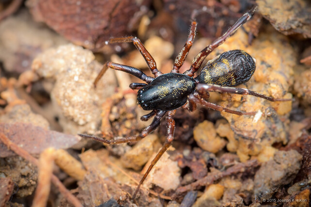 Apochinomma nitidum • © Joseph K H Koh • All Rights Reserved ♀ Adult Habitus Dorsal