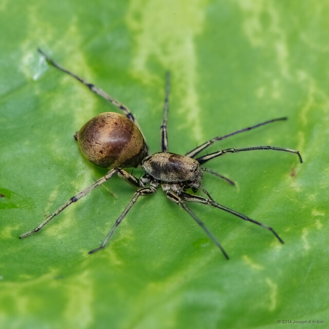 Corinnomma sp. "Brown Rotund" • © Joseph K H Koh • All Rights Reserved ♀ Adult Habitus Dorsal