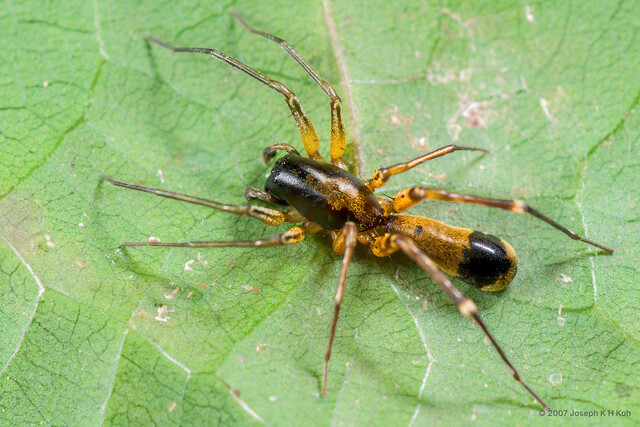 Corinnomma sp. "Orange" • © Joseph K H Koh • All Rights Reserved ♂ Adult Habitus Dorsal