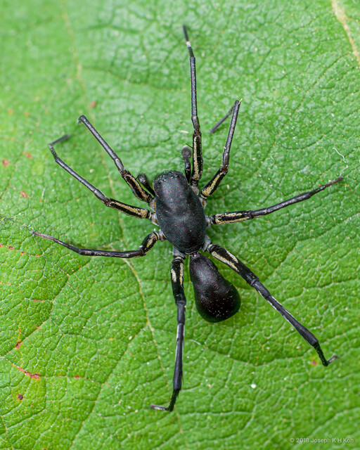 Corinnomma javanum • © Joseph K H Koh • All Rights Reserved ♂ Adult Habitus Dorsal