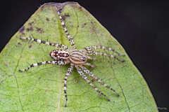 Echinax oxyopoides (Deeleman-Reinhold, 1995)