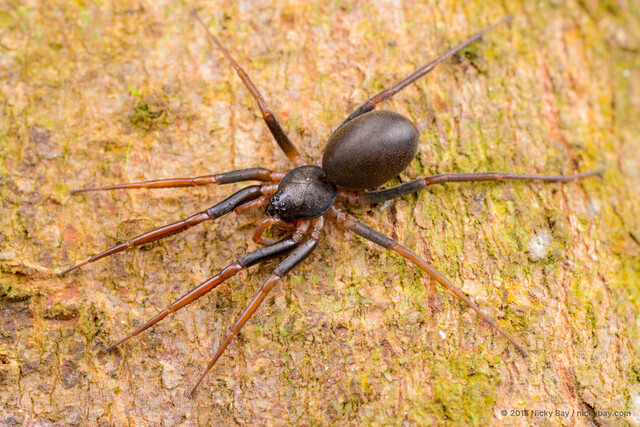 Medmassa sp. "Black-brown" • © Nicky Bay • All Rights Reserved ♀ Adult Habitus Dorsal