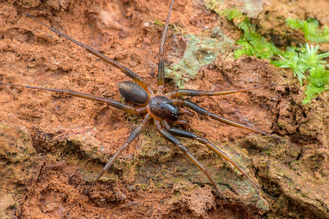 Medmassa insignis • © Nicky Bay • All Rights Reserved ♂ Adult Habitus Dorsal