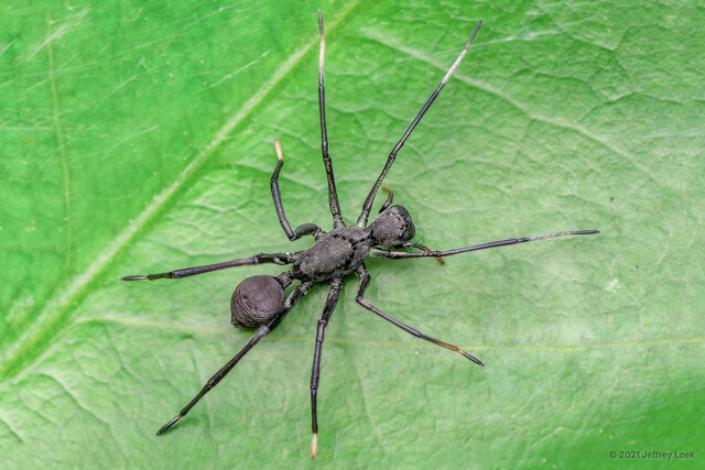 Myrmecisca sp. "Box-headed Black" • © Jeffrey Loek • All Rights Reserved ♀ Adult Habitus Dorsal