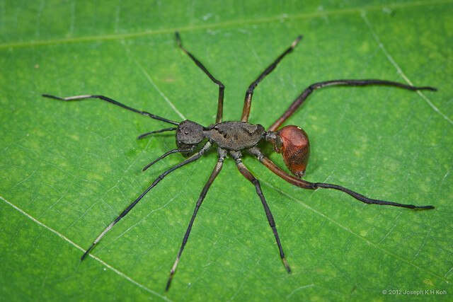Myrmecisca borneensis • © Joseph K H Koh • All Rights Reserved ♀ Adult Habitus Dorsal