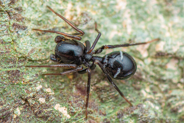 Serendib muadai • © Chris Ang • All Rights Reserved ♀ Adult Habitus Dorsal