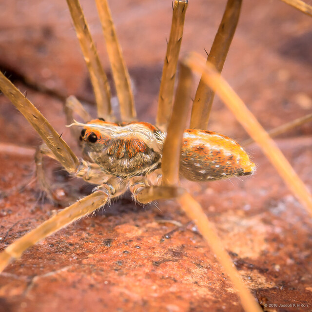 Acantheis sp. "Orange-spotted Long-legged" • © Joseph K H Koh • All Rights Reserved ♂ Adult Habitus Lateral