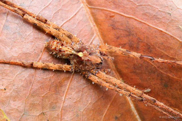 "Acantheis" sp. "Red-spotted Tufted" • © James Koh • All Rights Reserved ♂ Adult Habitus Dorsal