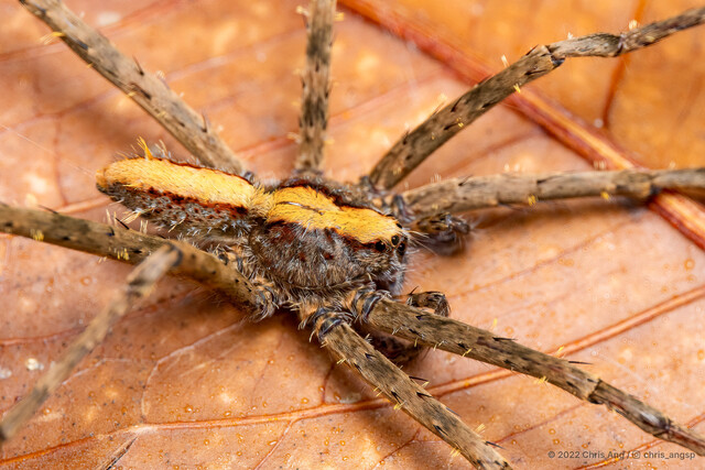 "Acantheis" sp. "Yellow-lined Tufted" • © Chris Ang • All Rights Reserved ♂ Adult Habitus Dorsal