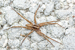 Anahita sp. "Grassland Banded"