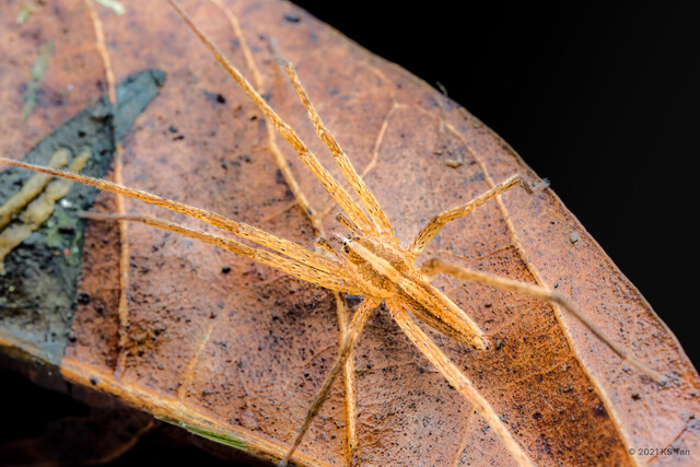 Anahita periculosa • © KS Tan • All Rights Reserved ♂ Adult Habitus Dorsal