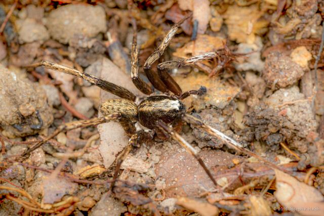 Bowie abdulmajid • © Joseph K H Koh • All Rights Reserved ♂ Adult Habitus Dorsal