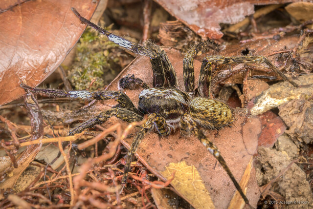 Bowie argentipes • © Joseph K H Koh • All Rights Reserved ♂ Adult Habitus Lateral