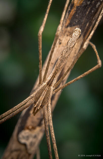 Asianopis liukuensis • © Joseph K H Koh • All Rights Reserved ♂ Adult Habitus Dorsal