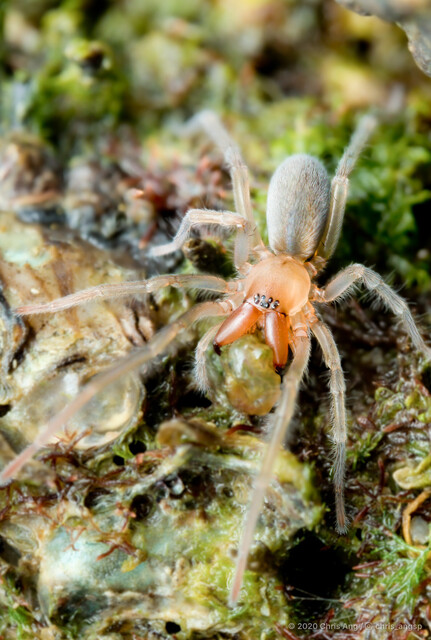 Desis martensi • © Chris Ang • All Rights Reserved ♀ Adult Habitus Dorsal