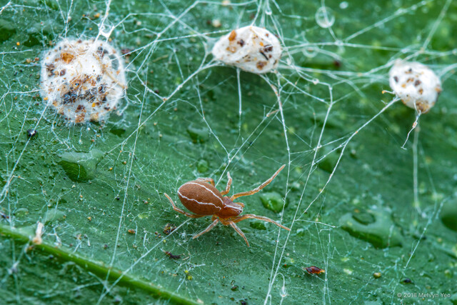 Sudesna sp. "White-lined" • © Melvyn Yeo • All Rights Reserved ♀ Adult Habitus Dorsal Egg(s)/Egg Sac(s)