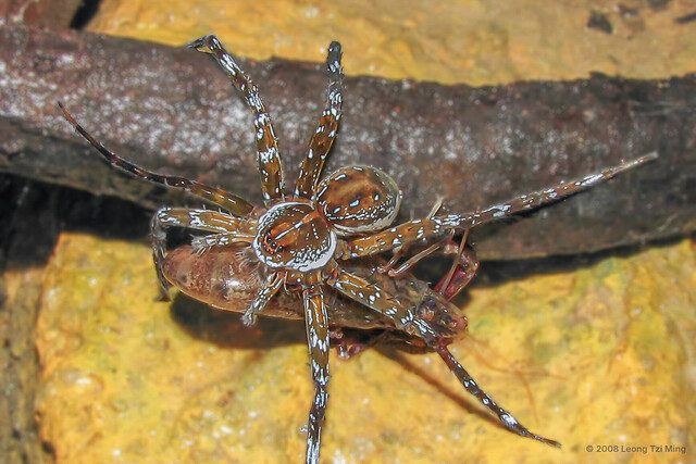 Dolomedes sp. "Common Singapore" • © Leong Tzi Ming • All Rights Reserved ♀ Adult Habitus Dorsal Prosoma
