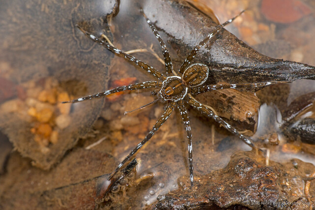 Dolomedes sp. "Fishing" • © Nicky Bay • All Rights Reserved ♀ Adult Habitus Dorsal
