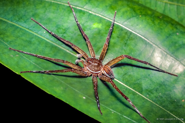 Dolomedes sp. "Larger Singapore" • © Joseph K H Koh • All Rights Reserved ♂ Adult Habitus Dorsal