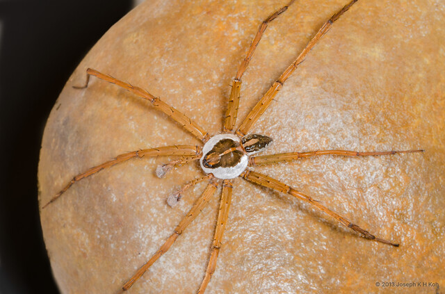 Dolomedes sp. "Wide-belted" • © Joseph K H Koh • All Rights Reserved ♂ Adult Habitus Dorsal