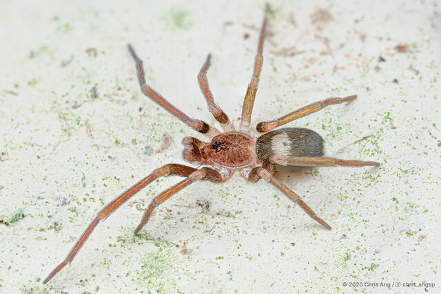 Labahitha garciai • © Chris Ang • All Rights Reserved ♂ Adult Habitus Dorsal
