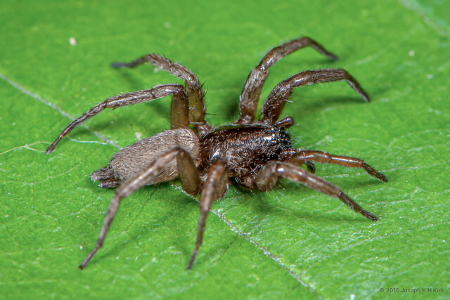 "Drassodes" sp. "Mangrove Tawny" • © Joseph K H Koh • All Rights Reserved ♀ Adult Habitus Lateral