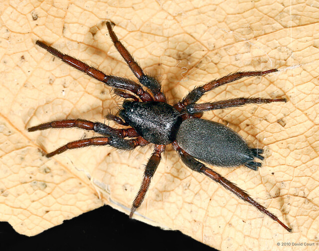 "Drassodes" sp. "Parkland Black" • © David Court • All Rights Reserved ♀ Adult Habitus Dorsal