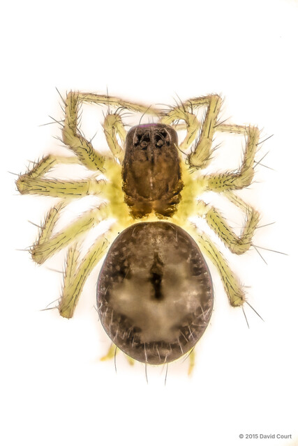 Alistra sp. "Black-capped" • © David Court • All Rights Reserved ♀ Adult Habitus Dorsal