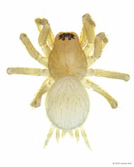 Alistra sp. "Pale"