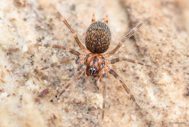 Alistra sp. "Spotted" • © Paul Ng • All Rights Reserved ♀ Adult Habitus Dorsal