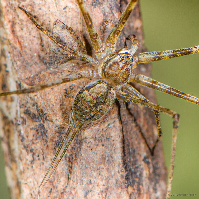 Hersilia deelemanae • © Joseph K H Koh • All Rights Reserved ♂ Adult Habitus Dorsal