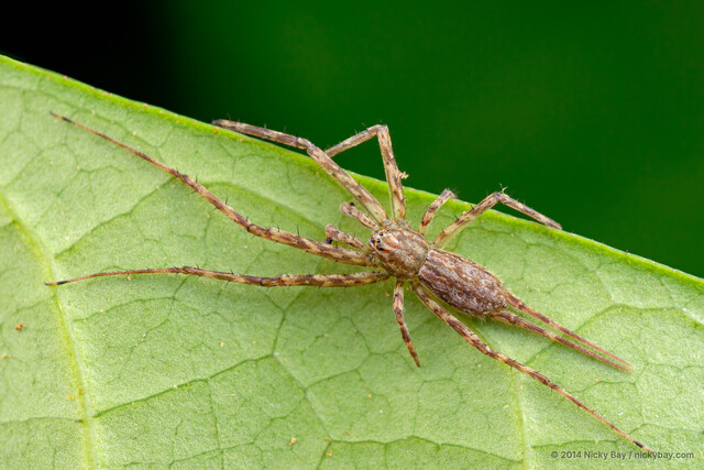 Hersilia lelabah • © Nicky Bay • All Rights Reserved ♂ Adult Habitus Dorsal