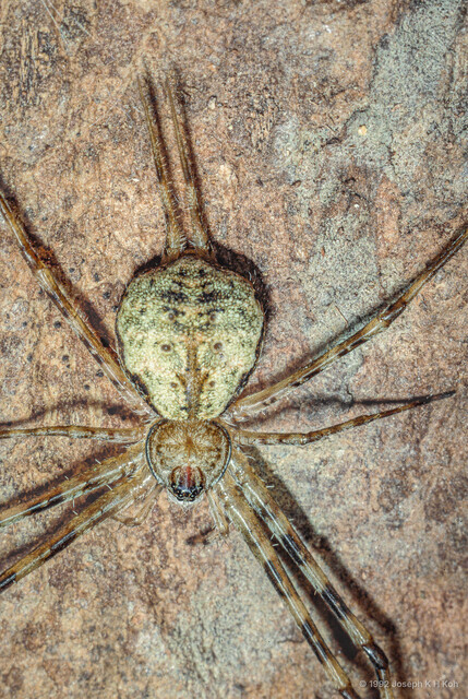 Hersilia nentwigi • © Joseph K H Koh • All Rights Reserved ♂ Adult Habitus Dorsal