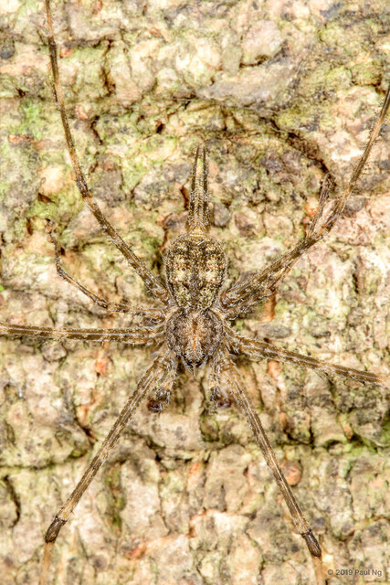 Hersilia savignyi • © Paul Ng • All Rights Reserved ♂ Adult Habitus Dorsal