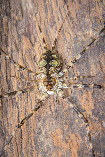 Hersilia sumatrana • © Joseph K H Koh • All Rights Reserved ♀ Adult Habitus Dorsal